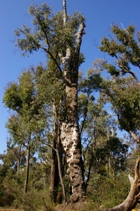 jarrah-tree.jpg