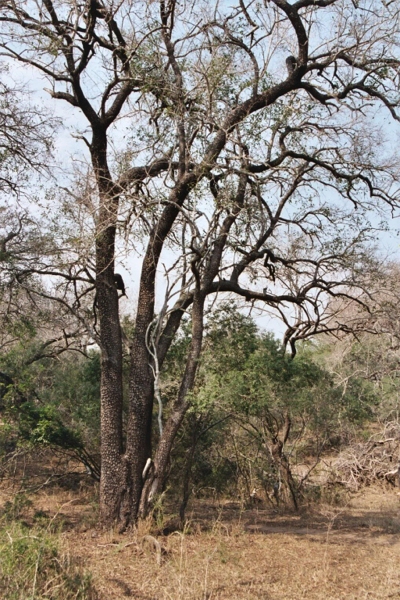tamboti-tree2.jpg