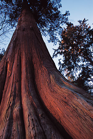western-red-cedar.jpg